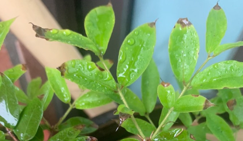 樹葡萄病害防治 樹葡萄病害防治