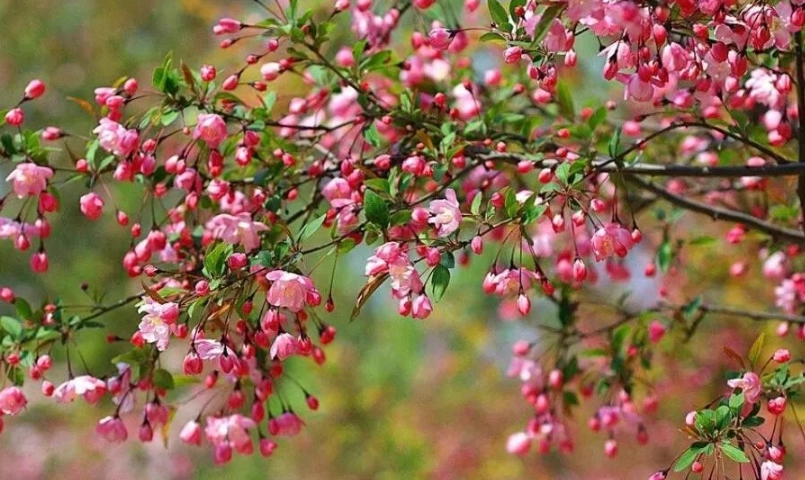 垂絲海棠象徵 垂絲海棠象徵