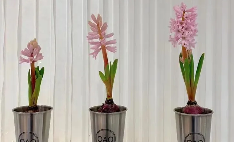 風信子盆栽照顧