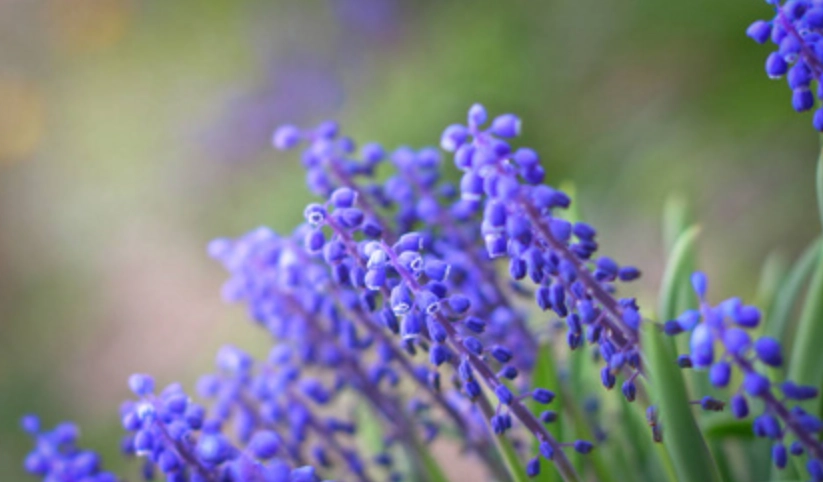 風信子花後養護 風信子花後養護