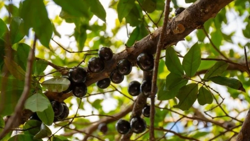 樹葡萄常見疾病 樹葡萄常見疾病