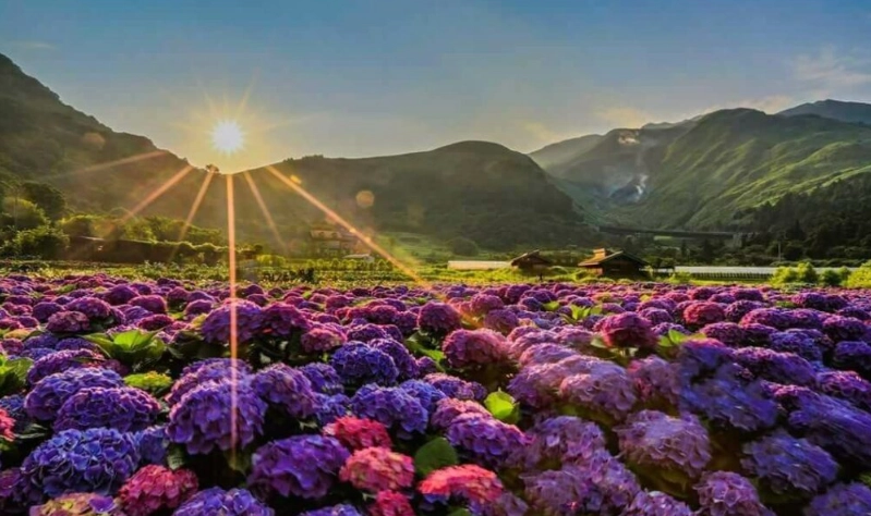 繡球花賞花地點 繡球花賞花地點