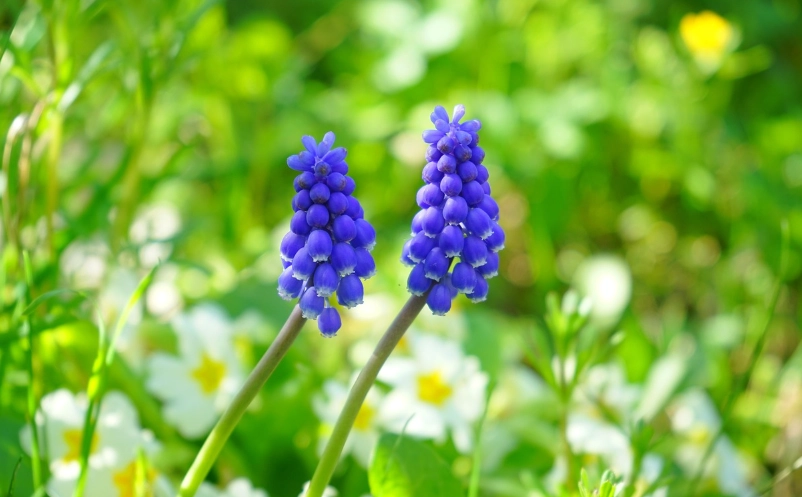 風信子開花後處理 風信子開花後處理