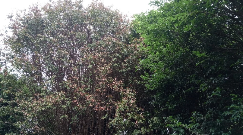 樹葡萄病害防治 樹葡萄病害防治