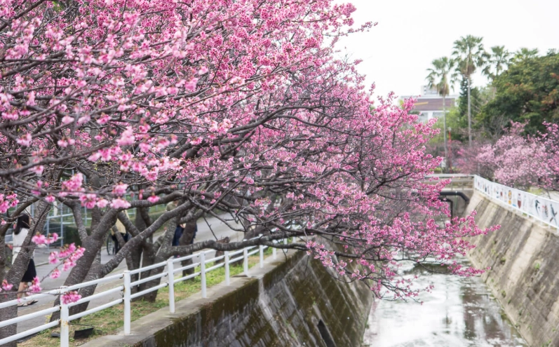 沖繩賞櫻景點