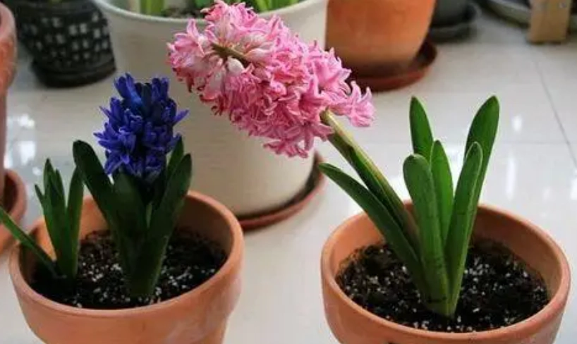 風信子球根保存 風信子球根保存