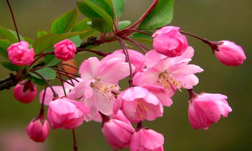 垂絲海棠象徵 垂絲海棠象徵