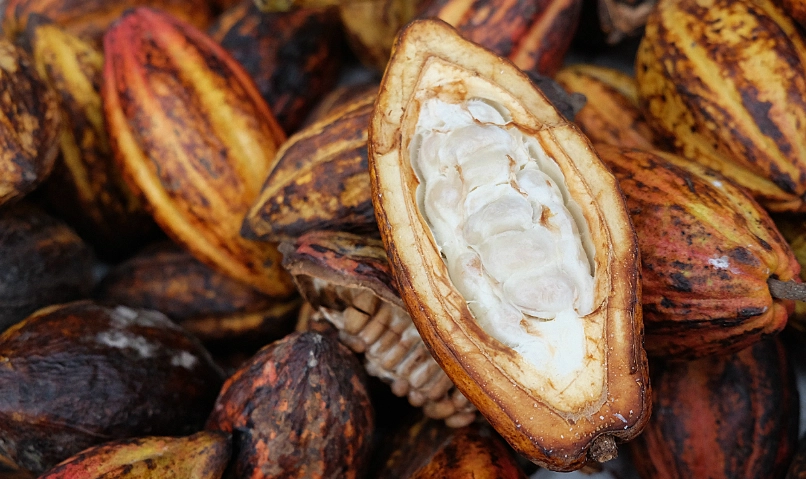 可可果肉營養