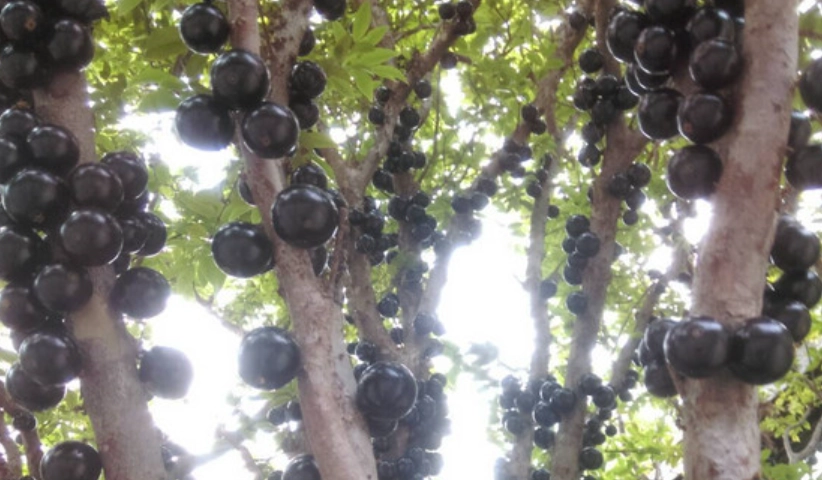 樹葡萄病害防治 樹葡萄病害防治