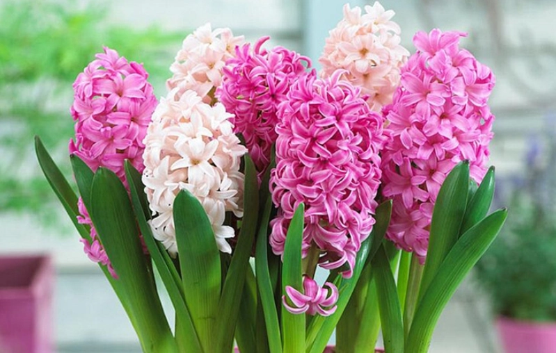 風信子盆栽種植