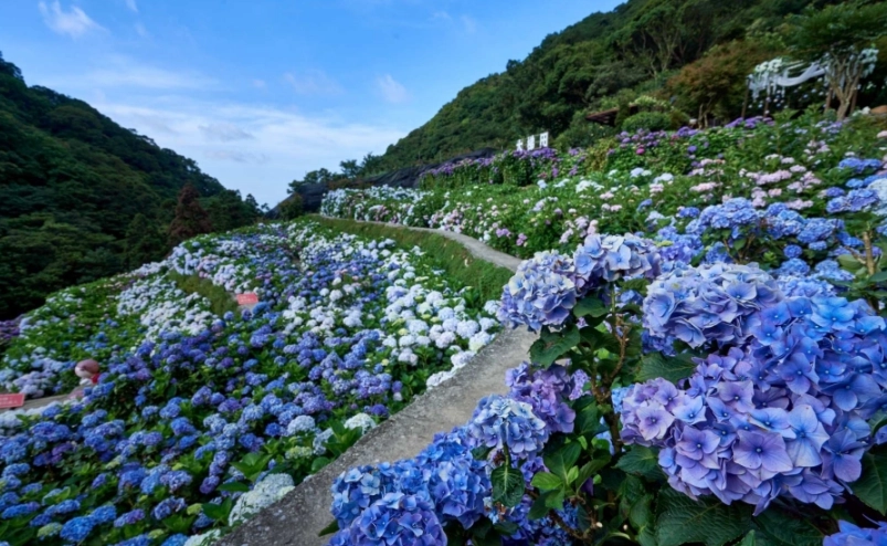 陽明山花季攻略 陽明山花季攻略