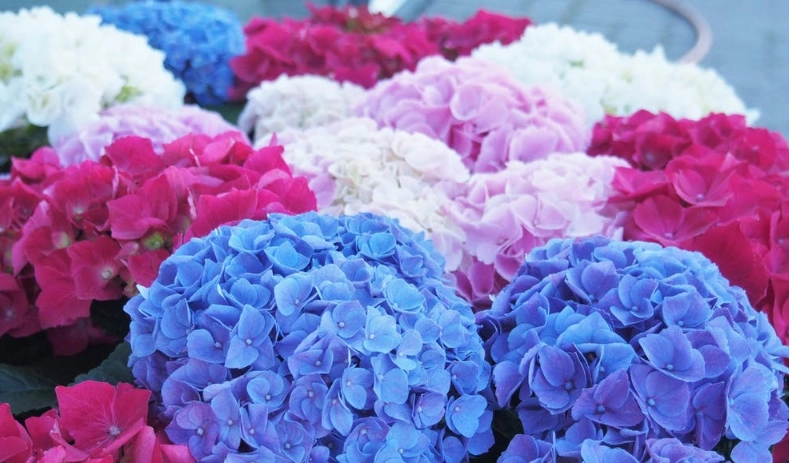 陽明山花季攻略