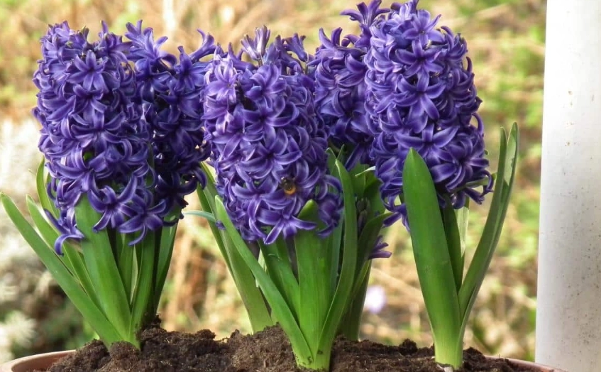 風信子養護技巧