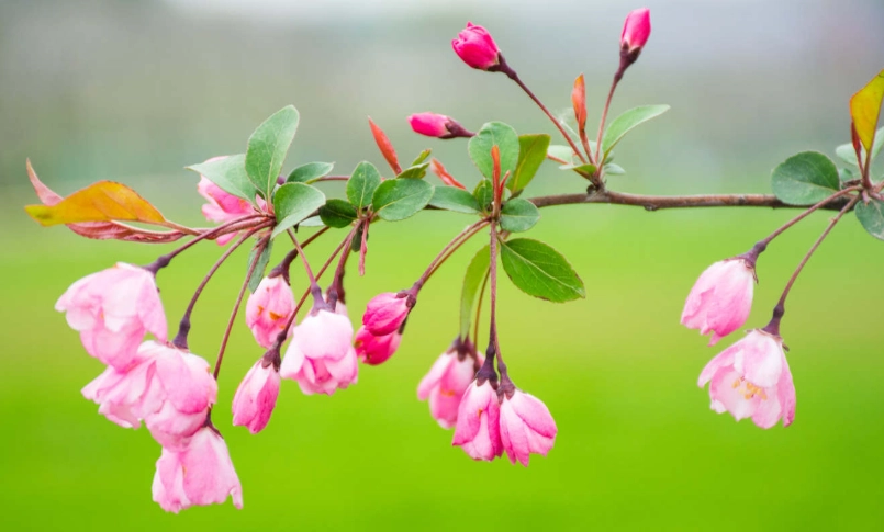 垂絲海棠種植 垂絲海棠種植