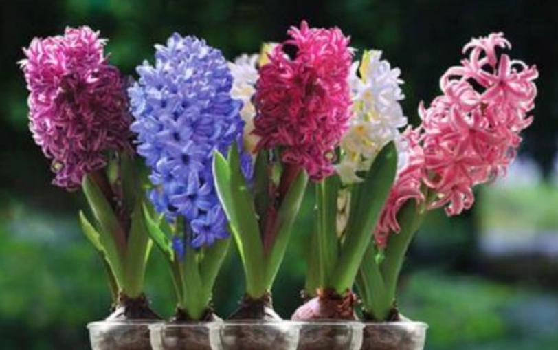 風信子養護技巧