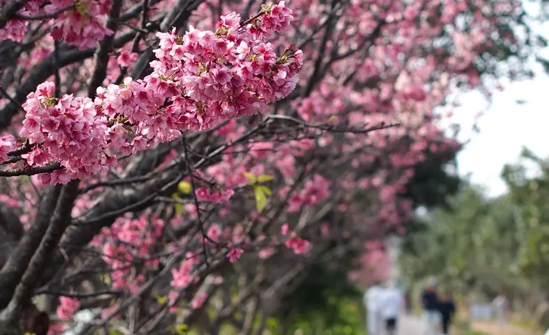 沖繩賞櫻景點