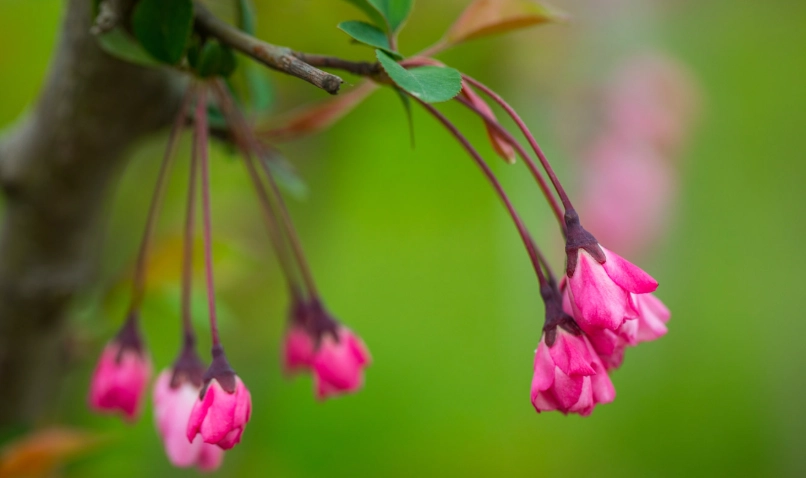 垂絲海棠種植 垂絲海棠種植