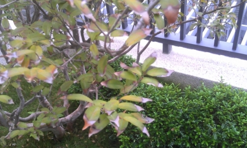 樹葡萄常見疾病 樹葡萄常見疾病