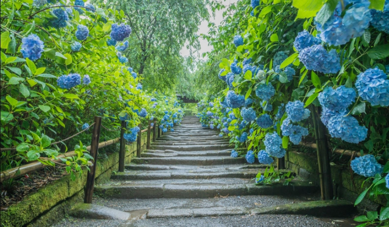 陽明山花季攻略 陽明山花季攻略