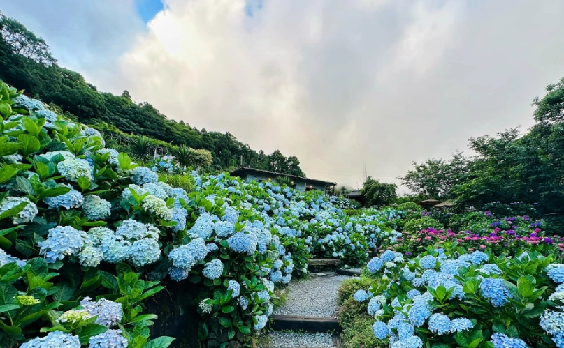 繡球花賞花地點 繡球花賞花地點