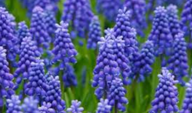 風信子花後養護 風信子花後養護