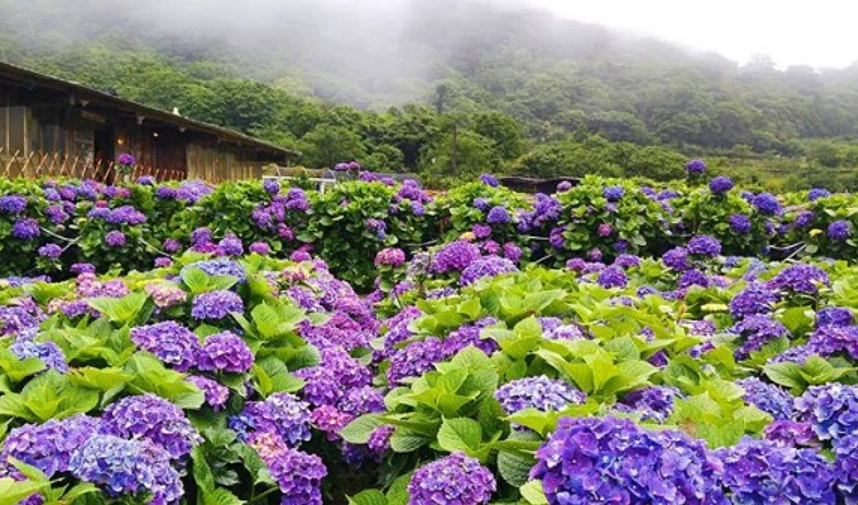 陽明山花季攻略 陽明山花季攻略