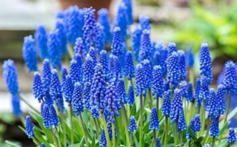 風信子盆栽照顧