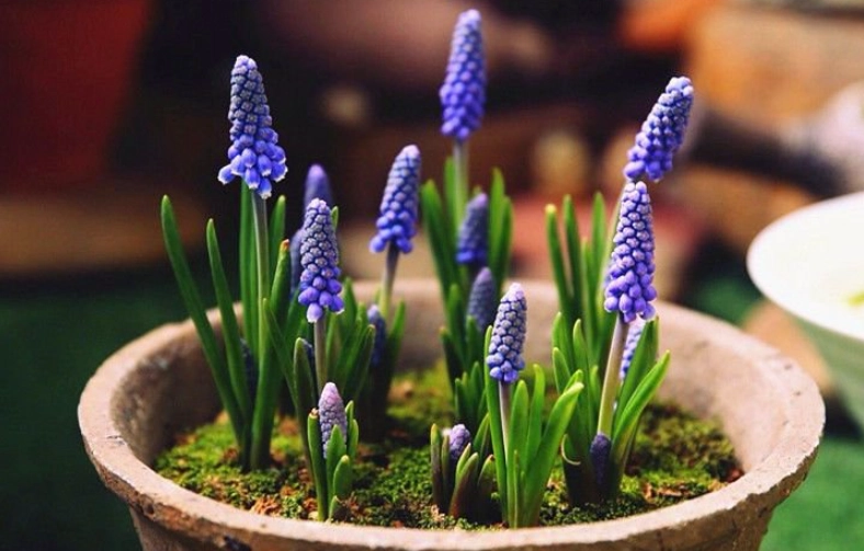 風信子盆栽種植