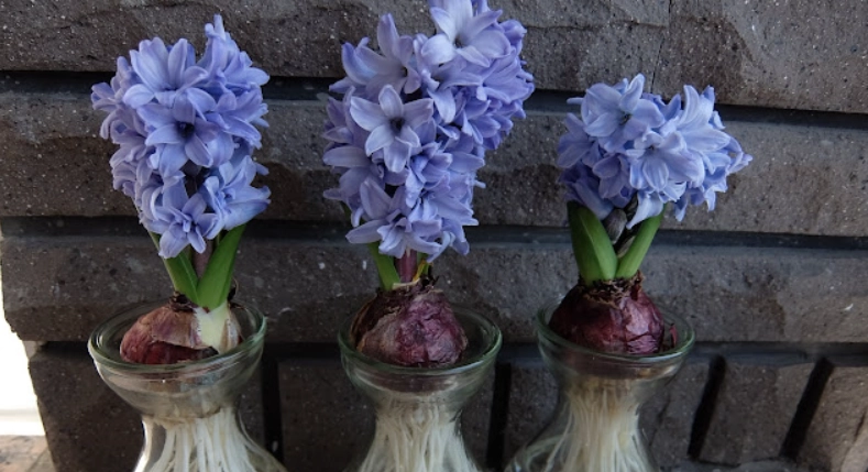 風信子養護技巧