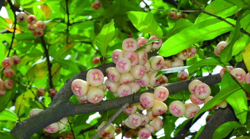 蓮霧樹觀賞 蓮霧樹觀賞