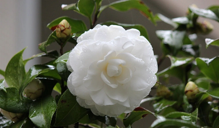 茶花開花時間 茶花開花時間