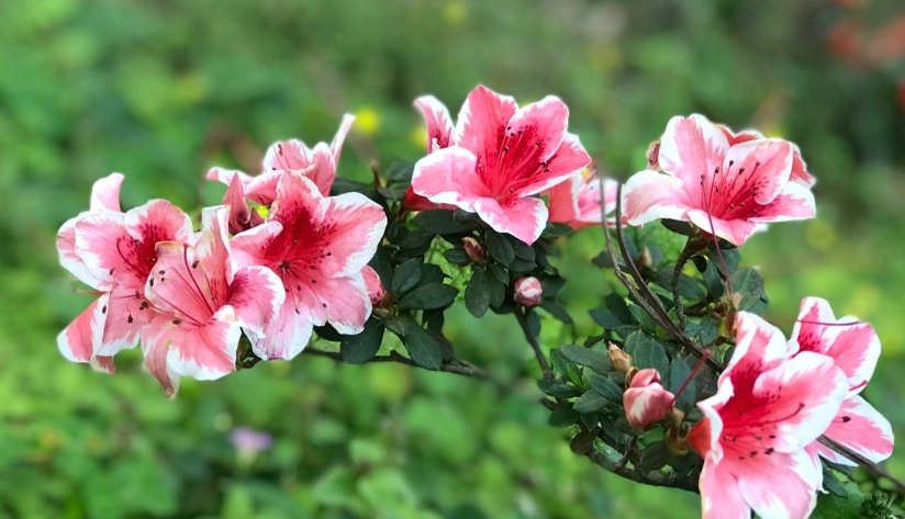 杜鵑花賞花 杜鵑花賞花