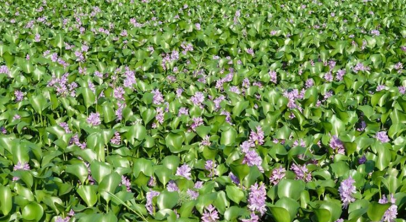 布袋蓮 台灣哪裡有