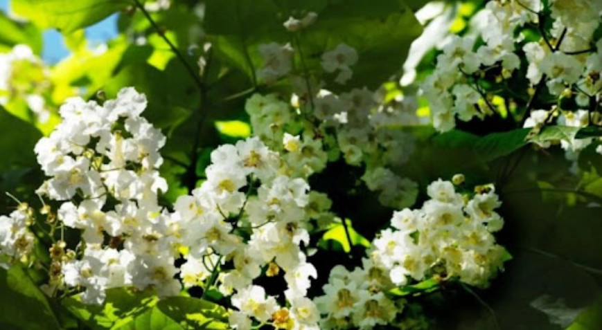 梧桐花 開花時間