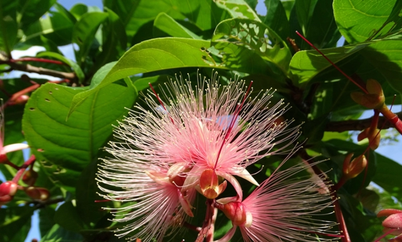 棋盤腳花哪裡看