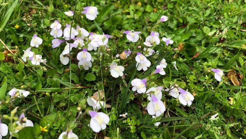 台灣野花 台灣野花