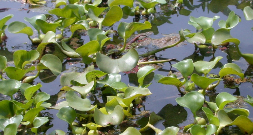 布袋蓮 清除方法