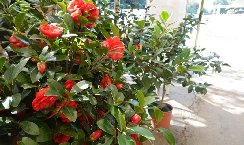 茶花種植方法 茶花種植方法