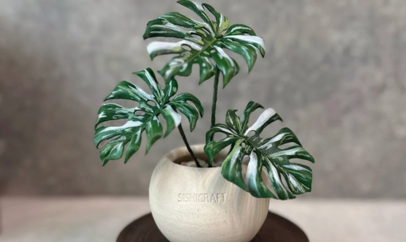 龜背芋照顧 龜背芋照顧