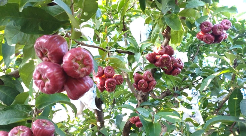 蓮霧樹種植 蓮霧樹種植