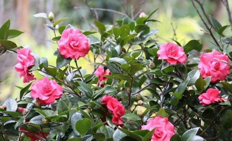 茶花種植方法 茶花種植方法