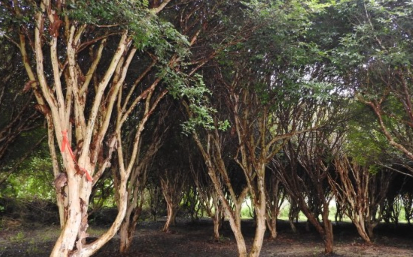 樹葡萄種植方法