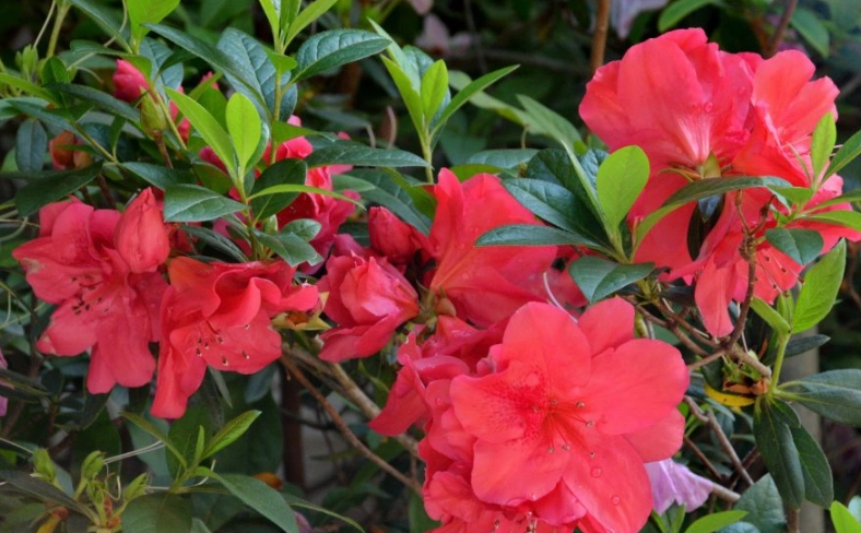台灣杜鵑花景點 台灣杜鵑花景點