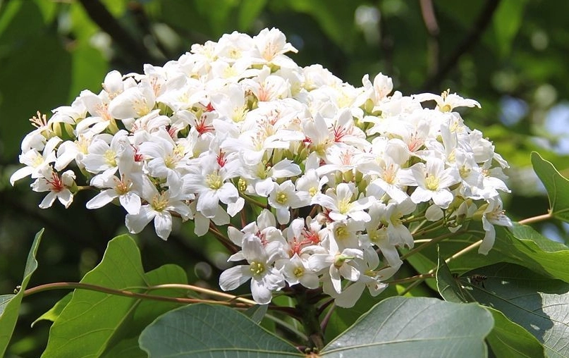 台灣梧桐花景點