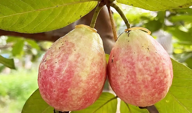 台灣番石榴品種