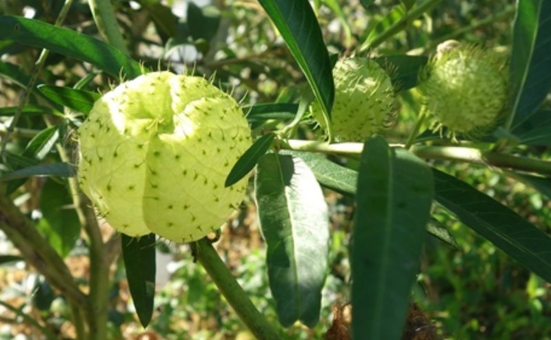 唐棉 照顧 技巧