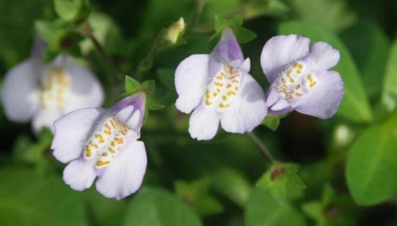 台灣野花 台灣野花