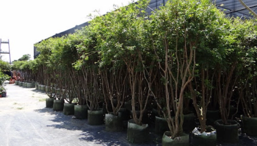 樹葡萄修剪技巧