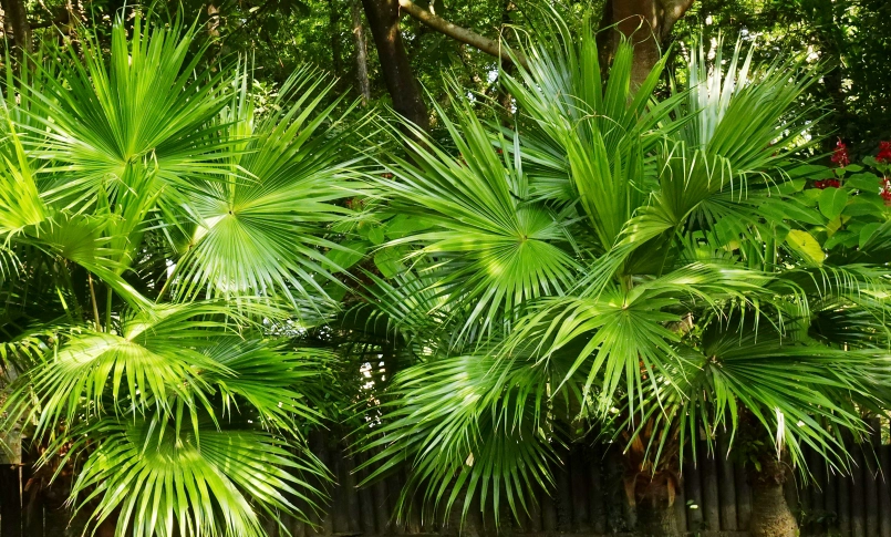 蒲葵樹拍照 蒲葵樹拍照