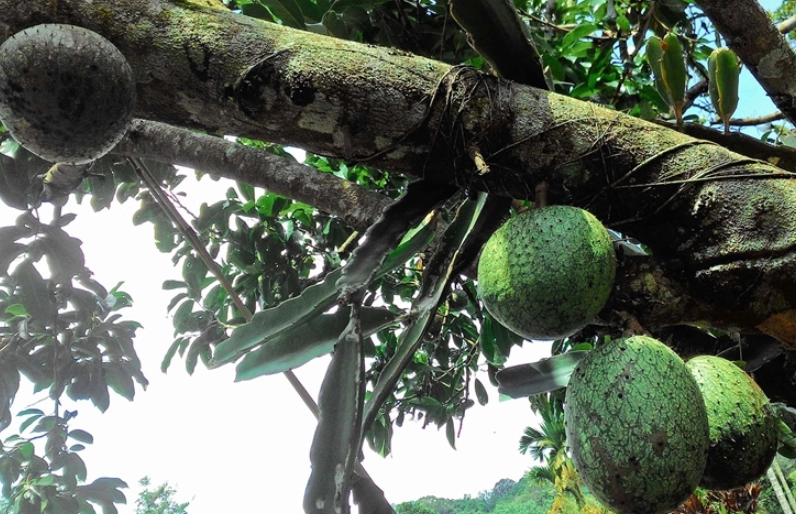 刺果番荔枝 吃法 刺果番荔枝 吃法